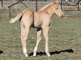 L.A. Waters Quarter Horses