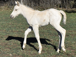 L.A. Waters Quarter Horses