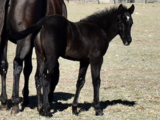 L.A. Waters Quarter Horses
