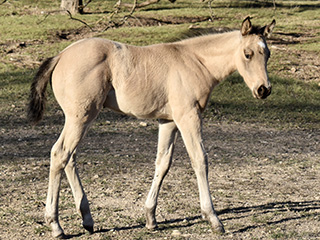 L.A. Waters Quarter Horses