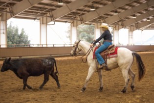 L.A. Waters Quarter Horses