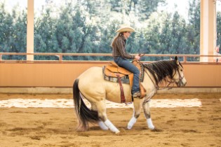 L.A. Waters Quarter Horses