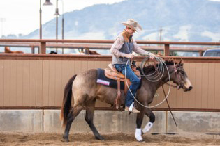 L.A. Waters Quarter Horses