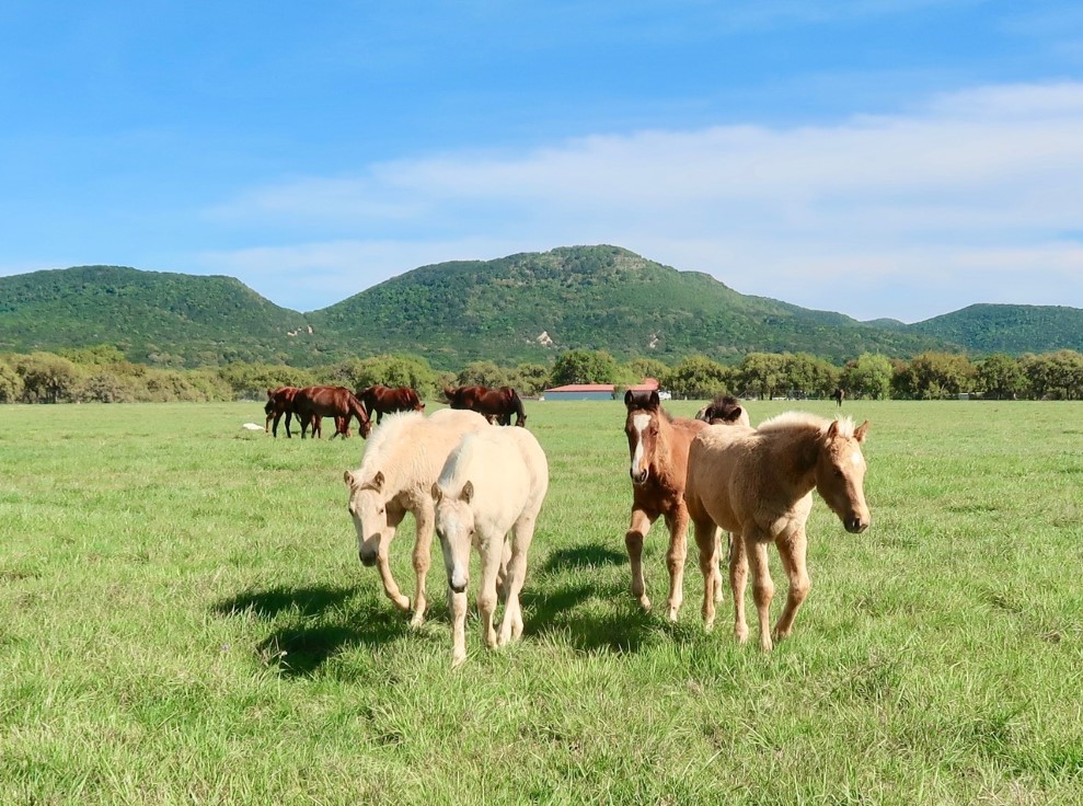 L.A. Waters Quarter Horses - AQHA Ads