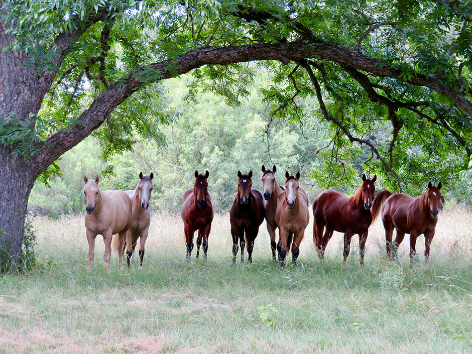 L.A. Waters Quarter Horses - AQHA Ads