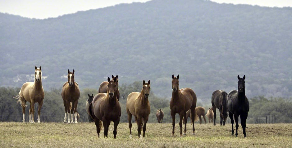 L.A. Waters Quarter Horses - AQHA Ads