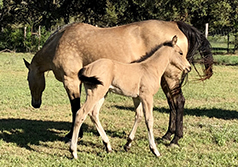 L.A. Waters Quarter Horses