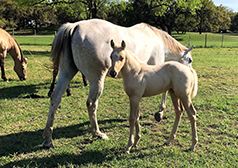 L.A. Waters Quarter Horses