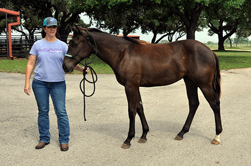 L.A. Waters Quarter Horses - AQHA Ads