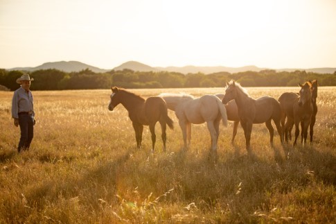 L.A. Waters Quarter Horses