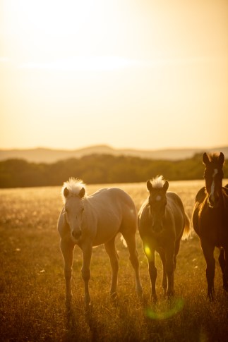 L.A. Waters Quarter Horses