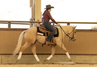 L.A. Waters Quarter Horses