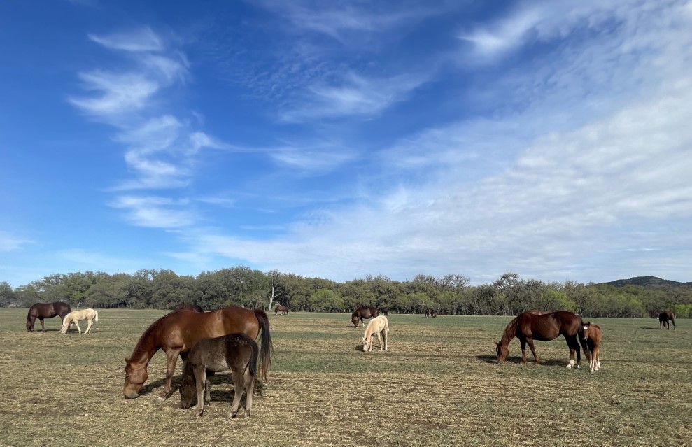 L.A. Waters Quarter Horses