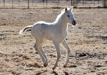 L.A. Waters Quarter Horses