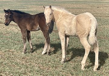 L.A. Waters Quarter Horses