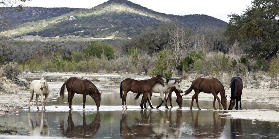 L.A. Waters Quarter Horses - AQHA Ads