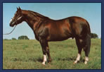 L.A. Waters Quarter Horses - Colonel Freckles