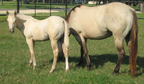 L.A. Waters Quarter Horses