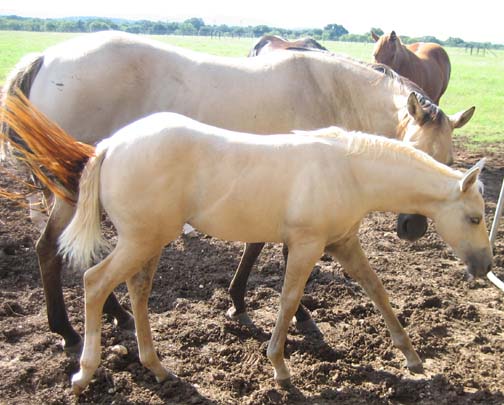 L.A. Waters Quarter Horses