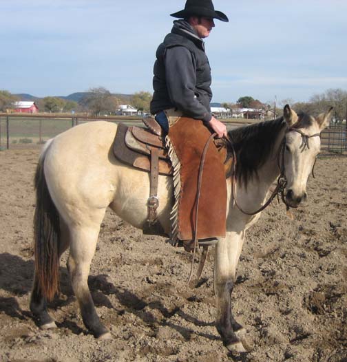 L.A. Waters Quarter Horses