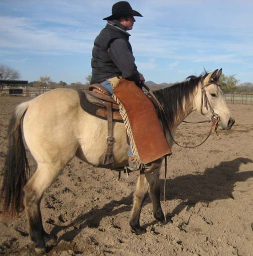 L.A. Waters Quarter Horses