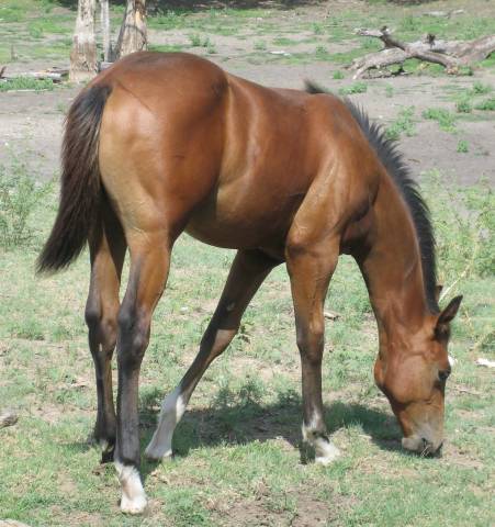 L.A. Waters Quarter Horses