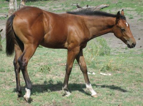 L.A. Waters Quarter Horses