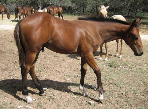 L.A. Waters Quarter Horses