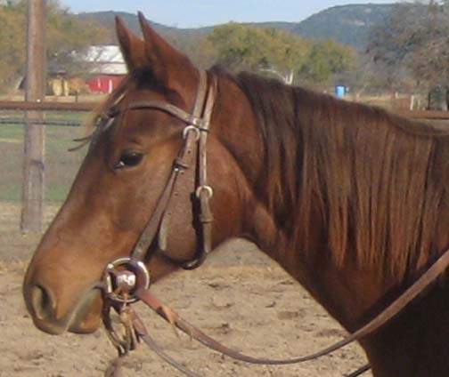 L.A. Waters Quarter Horses