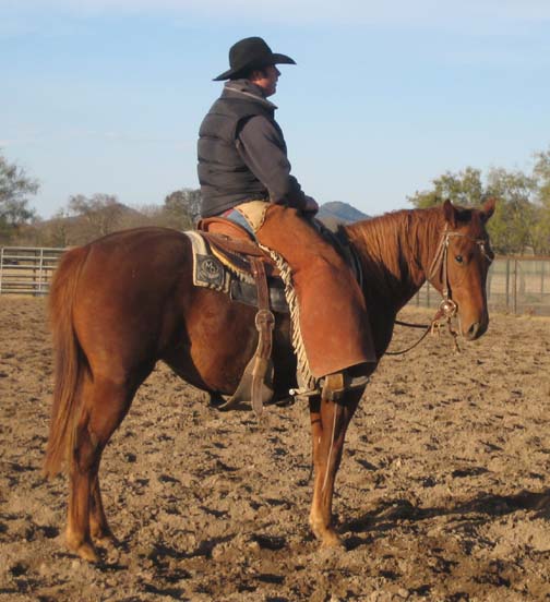 L.A. Waters Quarter Horses