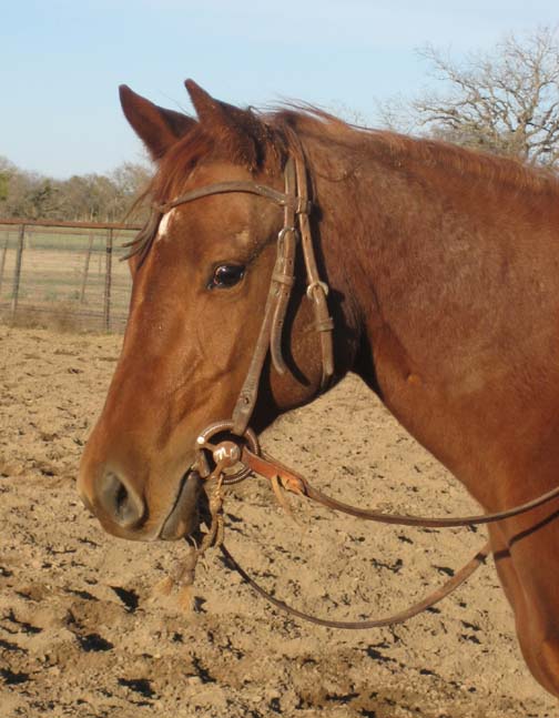 L.A. Waters Quarter Horses