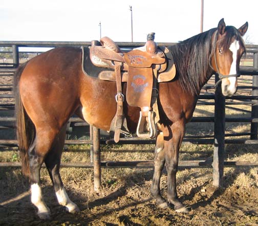 L.A. Waters Quarter Horses