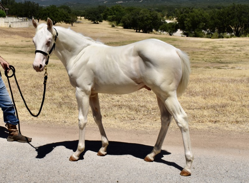 L.A. Waters Quarter Horses