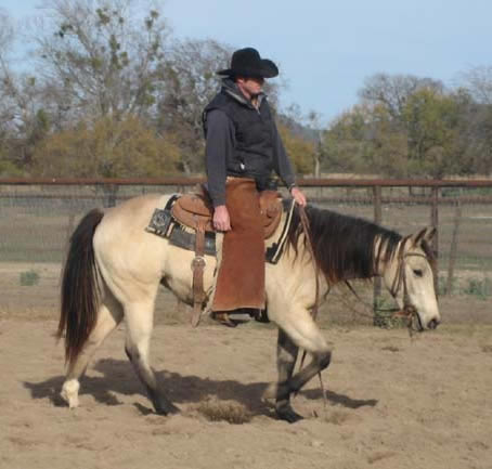 L.A. Waters Quarter Horses