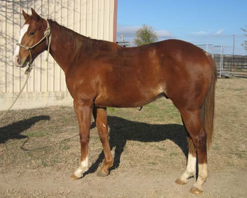 L.A. Waters Quarter Horses