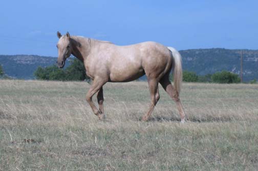 L.A. Waters Quarter Horses