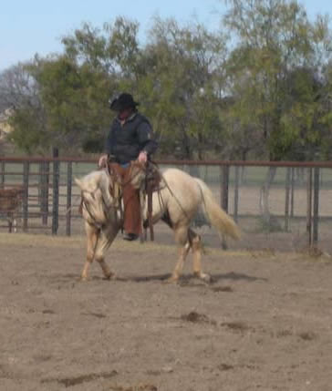 L.A. Waters Quarter Horses