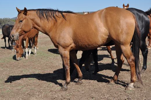 L.A. Waters Quarter Horses