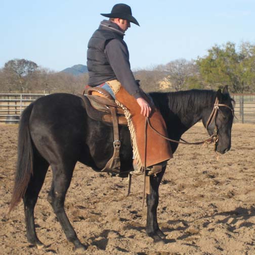 L.A. Waters Quarter Horses