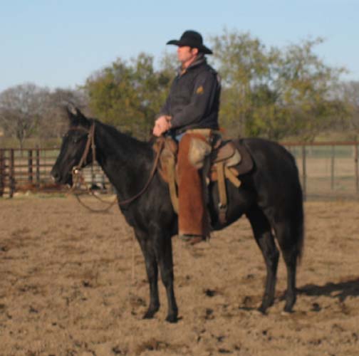 L.A. Waters Quarter Horses