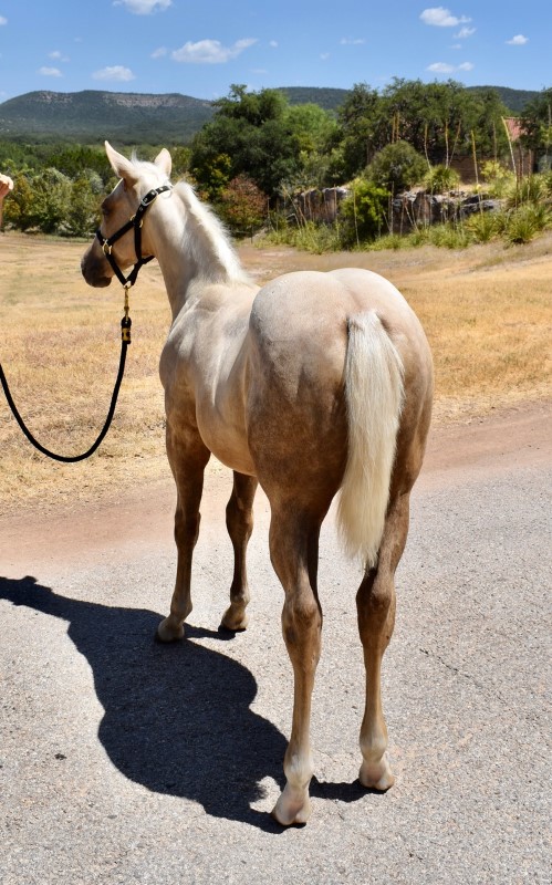 L.A. Waters Quarter Horses