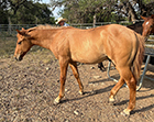 L.A. Waters Quarter Horses