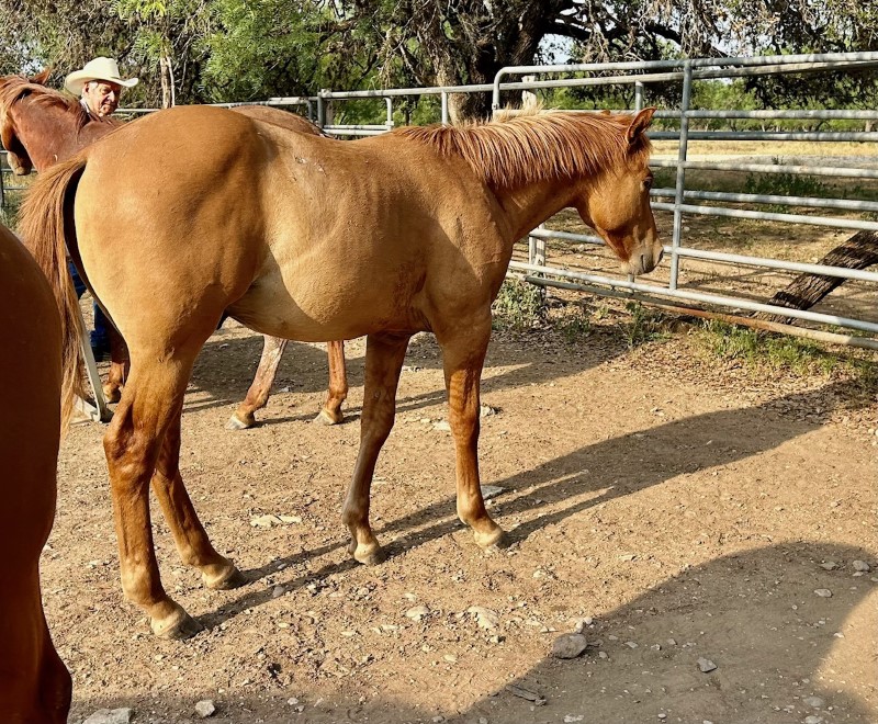 L.A. Waters Quarter Horses