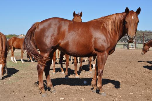 L.A. Waters Quarter Horses