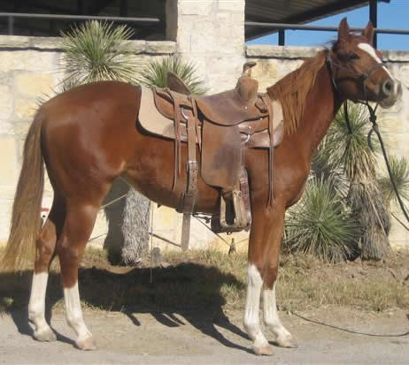 L.A. Waters Quarter Horses