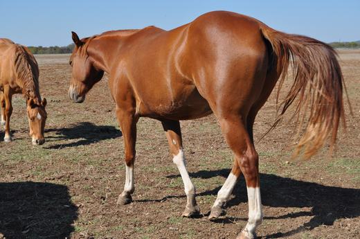 L.A. Waters Quarter Horses