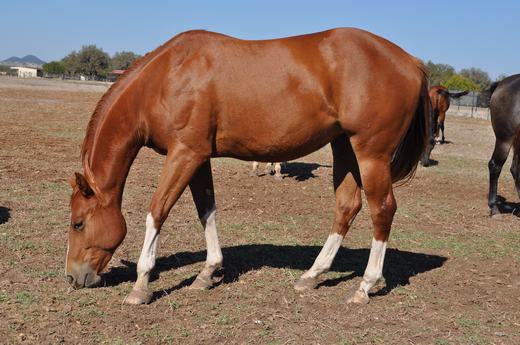 L.A. Waters Quarter Horses