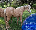 L.A. Waters Quarter Horses