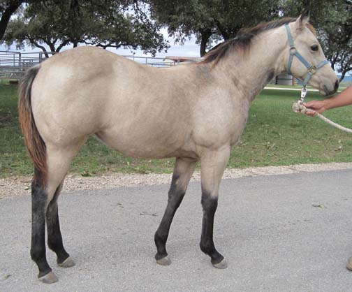 L.A. Waters Quarter Horses