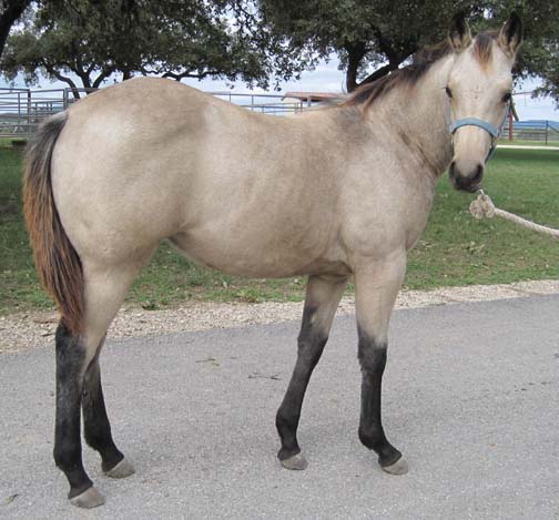 L.A. Waters Quarter Horses